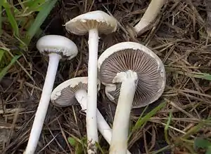 Weißer Ackerling Agrocybe dura