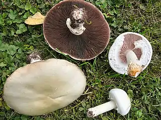 Weißer Anis-ChampignonAgaricus arvensis