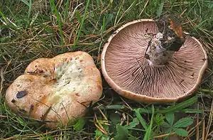 Weinroter Kiefern-ReizkerLactarius sanguifluus