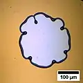 Instabilitäten des Tropfenrandes im Falle eines entnetzenden Polystyrolfilmes mit einer ursprünglichen Dicke von 200 nm.