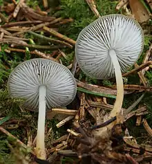 Fichten-Zapfenrübling(Strobilurus esculentus)