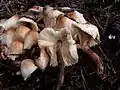 Perlhuhn-EgerlingsschirmlingLeucoagaricus meleagris