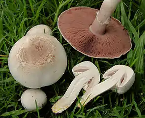 Karbol-Champignon (giftig)Agaricus xanthodermus