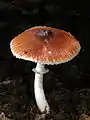 Rothütiger EgerlingsschirmlingLeucoagaricus rubrotinctus