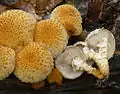 Bleicher SchüpplingPholiota squarrosoides