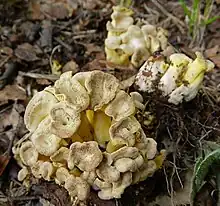 Schwärzende Kraterelle(Craterellus melanoxeros)