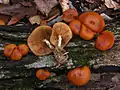 Gift-HäublingGalerina marginata