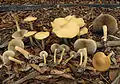 Falber AckerlingAgrocybe putaminum