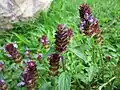 Prunella vulgaris