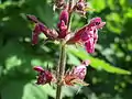 Stachys sylvatica