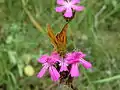 Dianthus carthusianorum