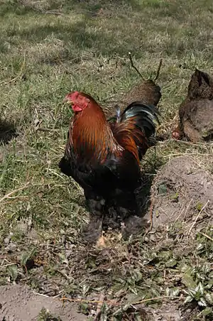 Zwerg-Brahma Hahn, Farbschlag: rebhuhnfarbig gebändert