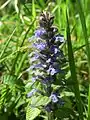 Ajuga reptans