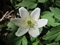 Anemone nemorosa