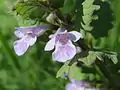 Glechoma hederacea