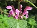 Lamium maculatum