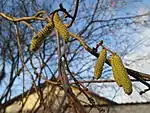 Zum Vergleich: Haselblüte vor der Blüte am 3. Januar 2018 (links) und nach Tauperiode (rechts)