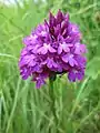 Anacamptis pyramidalis