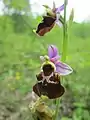 Ophrys holoserica