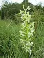 Platanthera bifolia