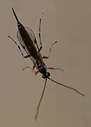 Tromatobia ovivora, Weibchen