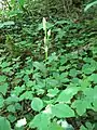 Cephalanthera damasonium