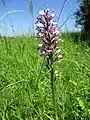 Orchis militaris