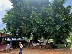 Dieser Baum bildet das Zentrum eines Altars, Ort traditioneller Zeremonien im Suco.