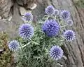 Ruthenische Kugeldistel (Echinops ritro)