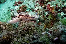 Hypselodoris tryoni