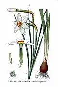 Narcissus poeticus (Atlas des plantes de France, 1891)