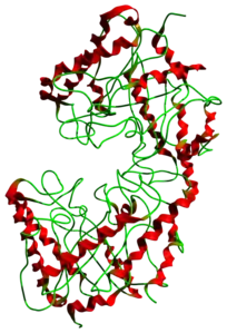 Cellulasen