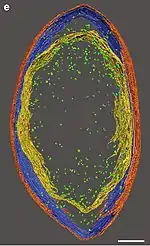 3D-Rekonstruktion dieser Zelle,orange: äußere LML,blau: mittlere LML,gelb: innere LML,grün: Ribosom.Balken jeweils 0,1 μm.