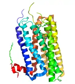 5-HT2B-Rezeptor