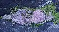 Thymus caespititius