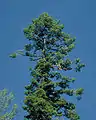 Küsten-Tanne (Abies grandis)