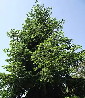 Troja-Tanne (Abies ×equi-trojani)