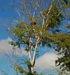 Acacia leucophloea in Südzentraltimor