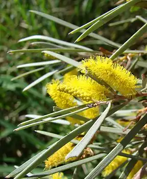 Mulga (Acacia aneura)