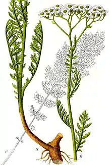 Edelgarbe, Achillea nobilis