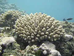 Steinkoralle der Gattung Acropora