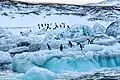 Adeliepinguine auf Possession Island