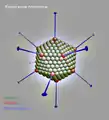 Adenovirus, Modell vom Kapsid eines Virions