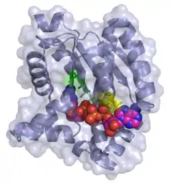 Adenylat-Kinase