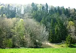 Bergrutschgebiet vom Aeugsterberggrat bis zur «Setzi»