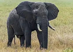 Afrikanischer Elefant(Loxodonta africana)