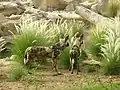 Afrikanische Wildhunde