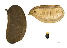 Frucht von Afzelia africana