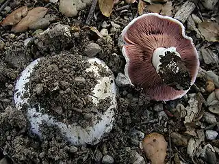 Stadt-ChampignonAgaricus bitorquis