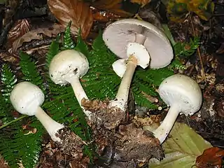 Dünnfleischiger Anis-EgerlingAgaricus silvicola